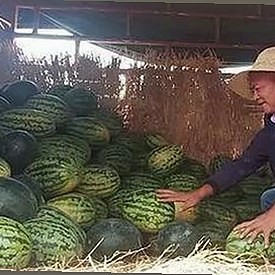 朴树从“娱乐吃瓜酱”到音乐传奇：一段不平凡的蜕变历程