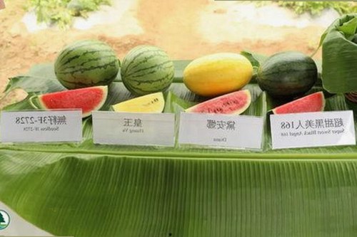 陈楚生晒父子海边合影 温馨互动引热议