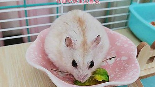 海角大神与花儿姐：从亲密互动到激情爆发的幕后故事