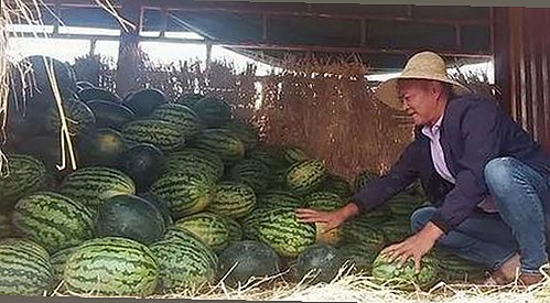 朴树从“娱乐吃瓜酱”到音乐传奇：一段不平凡的蜕变历程